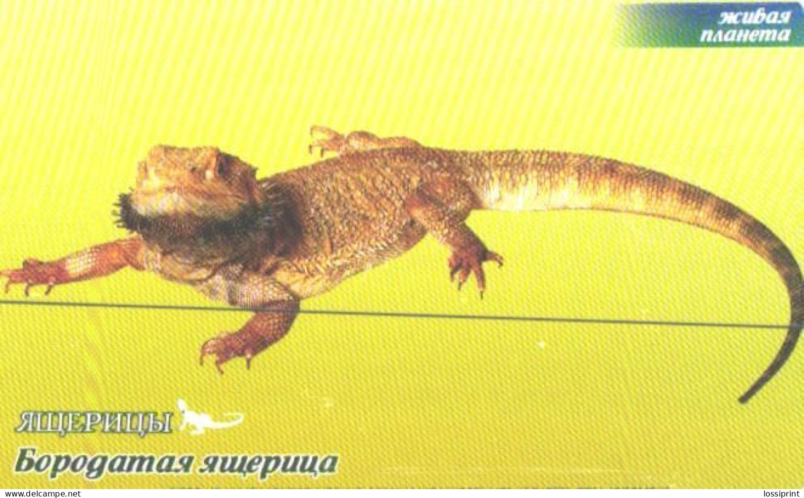 Russia:Used Phonecard, OAO Bashinformsvjaz, 60 Units, Lizard, 2007 - Russia