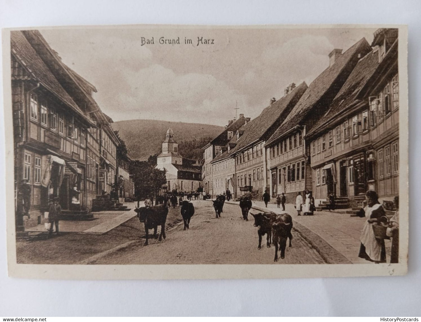 Bad Grund Im Harz, Strassenszene, Kühe,1910 - Bad Grund