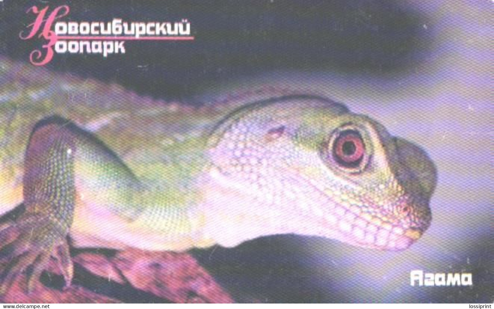 Russia:Used Phonecard, OAO Sibirtelekom, 200 Bit, Novosibirski Zoo, Lizard - Russia