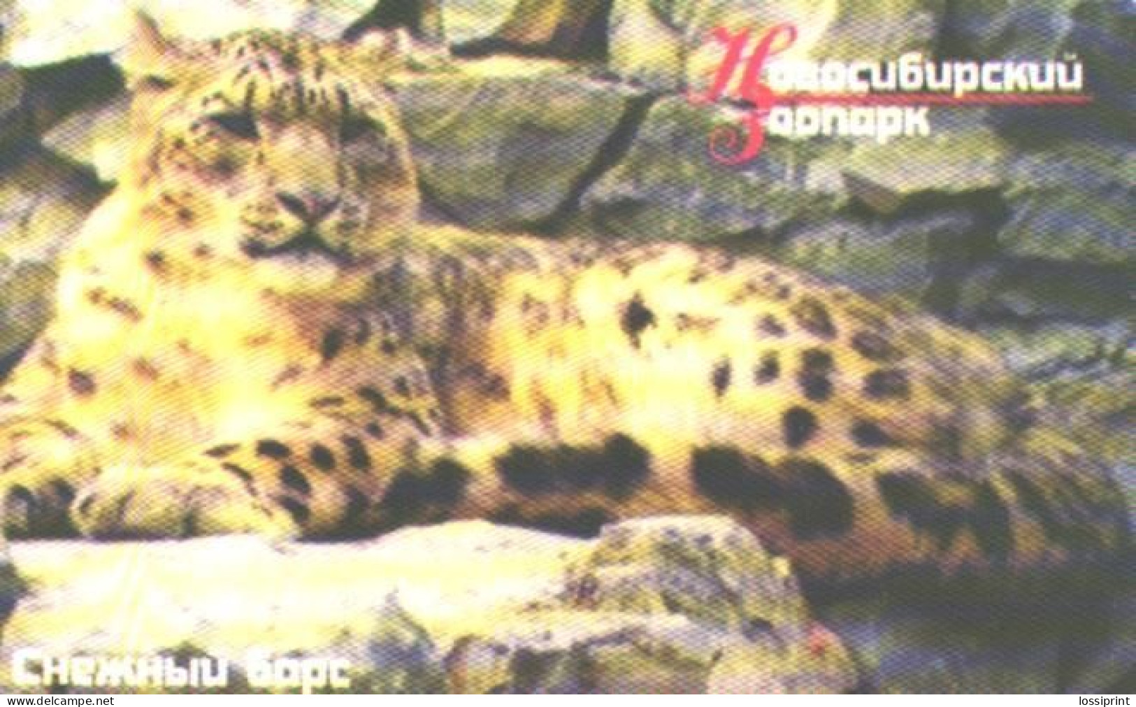 Russia:Used Phonecard, OAO Sibirtelekom, Elektrosvjaz NSO, 300 Bit, Novosibirski Zoo, Irbis, Snow Leopard - Russia