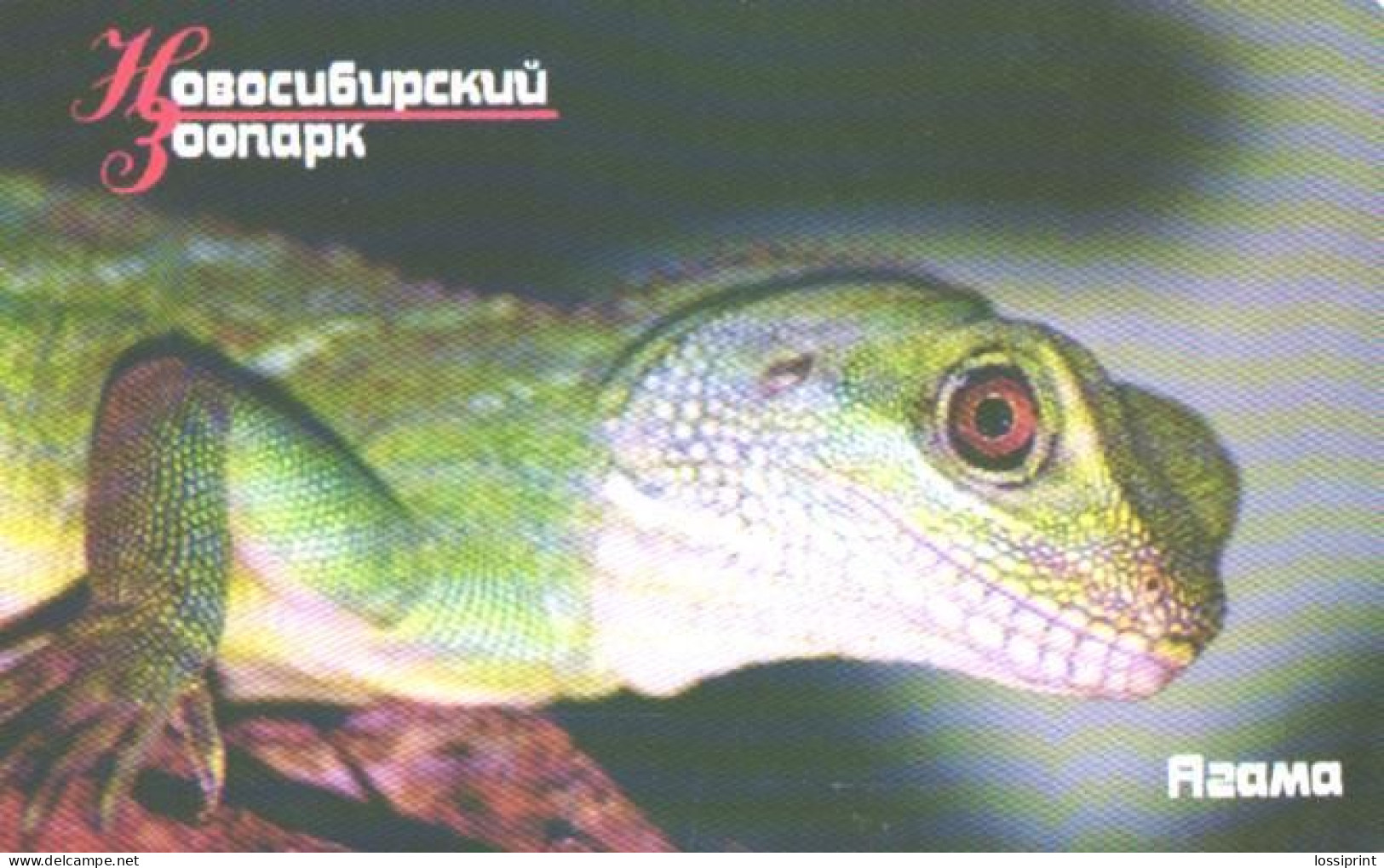 Russia:Used Phonecard, OAO Sibirtelekom, 200 Bit, Novosibirski Zoo, Lizard, Different Color - Russia