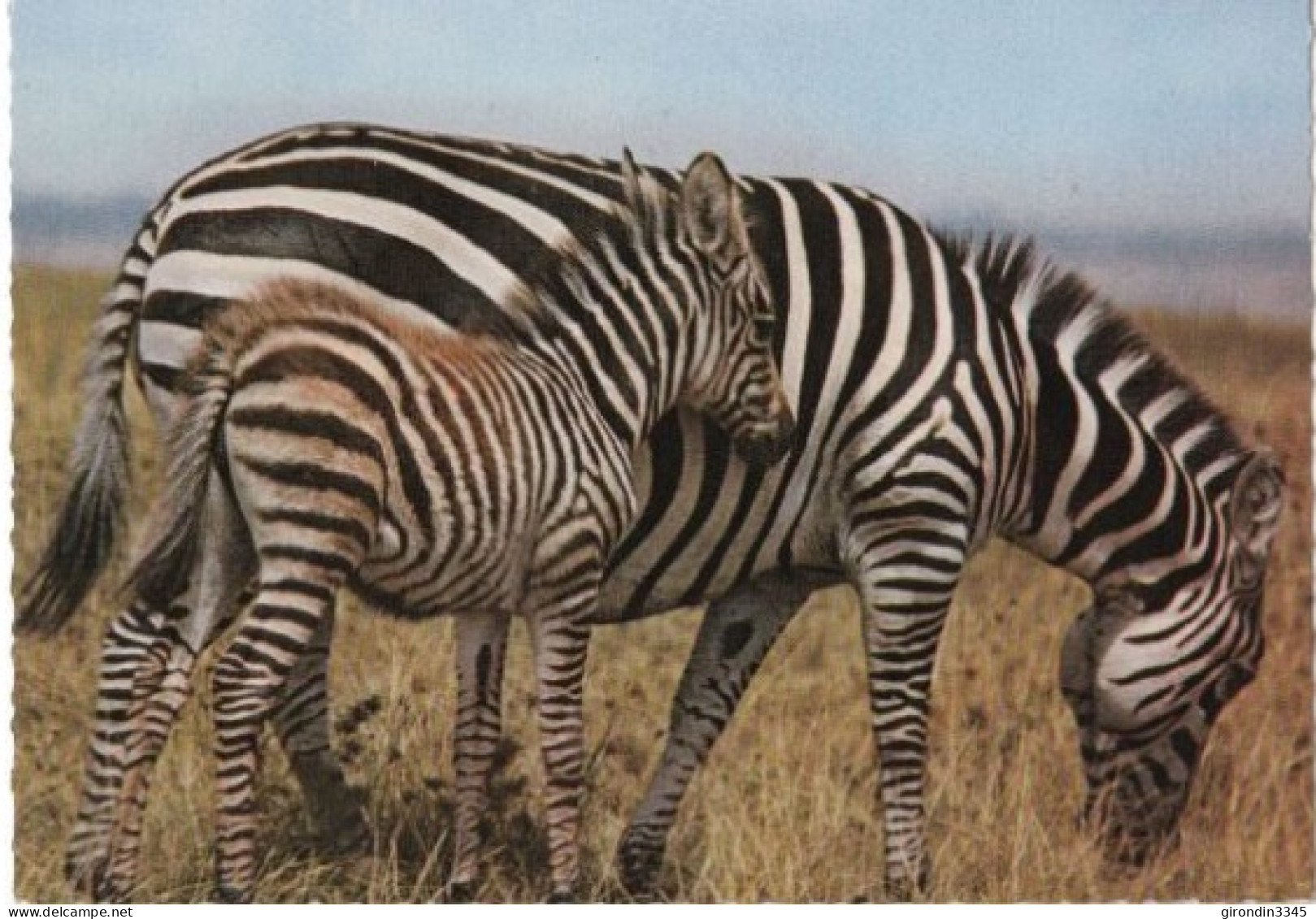 ZEBRES Faune Africaine - Cebras