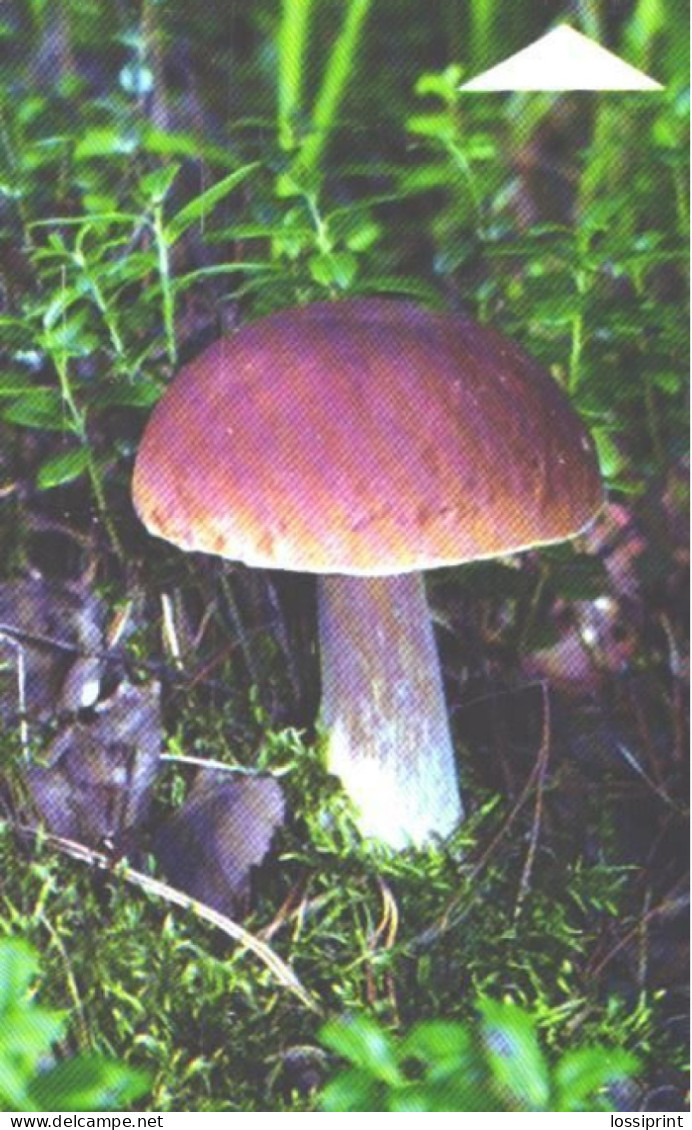 Belarus:Used Phonecard, Beltelekom, 180 Units, Mushroom, Boletus Edulis, 2005 - Bielorussia