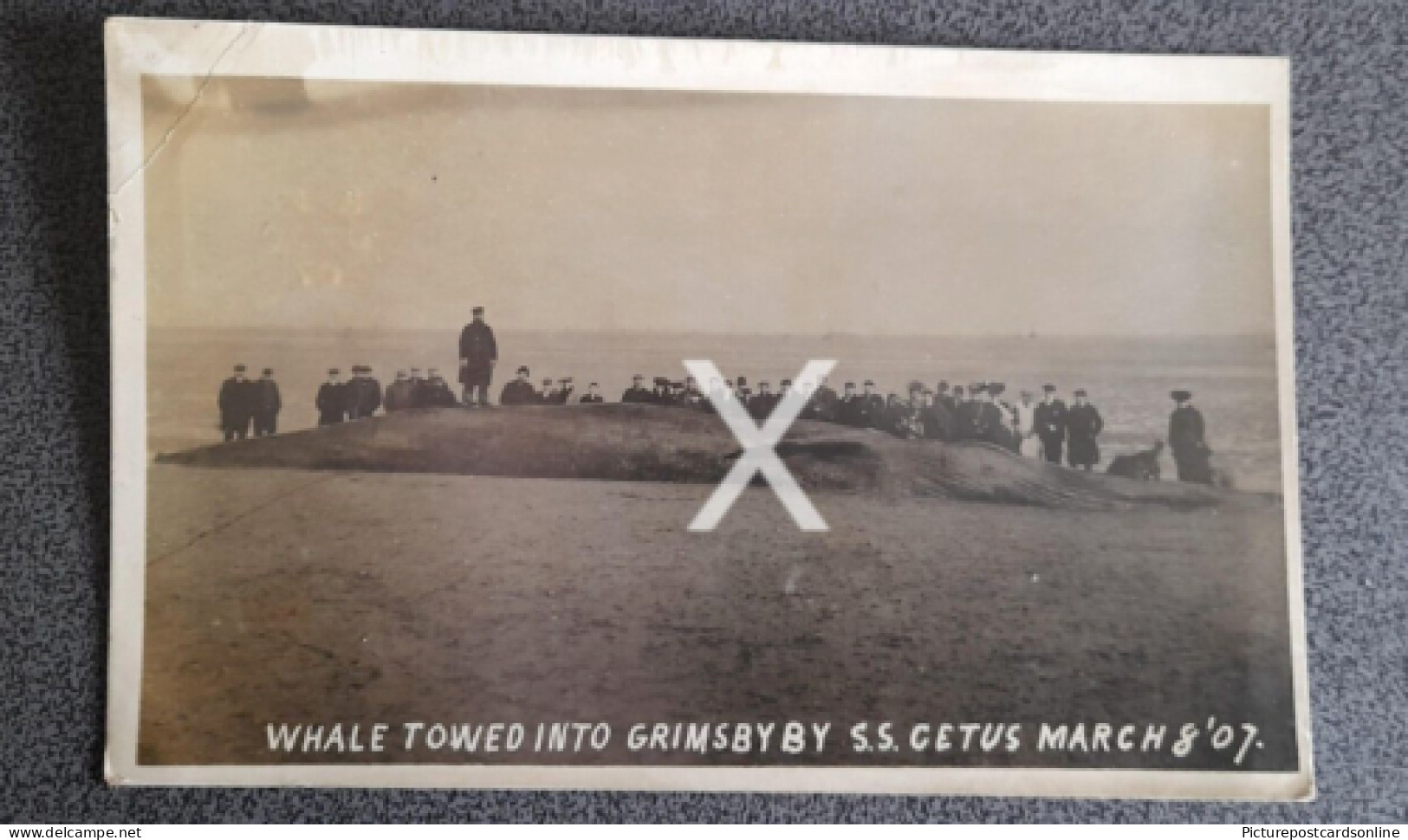 WHALE TOWED INTO GRIMSBY BY SS CETUS MARCH 8TH 1907 OLD RP POSTCARD LINCOLNSHIRE - Autres & Non Classés