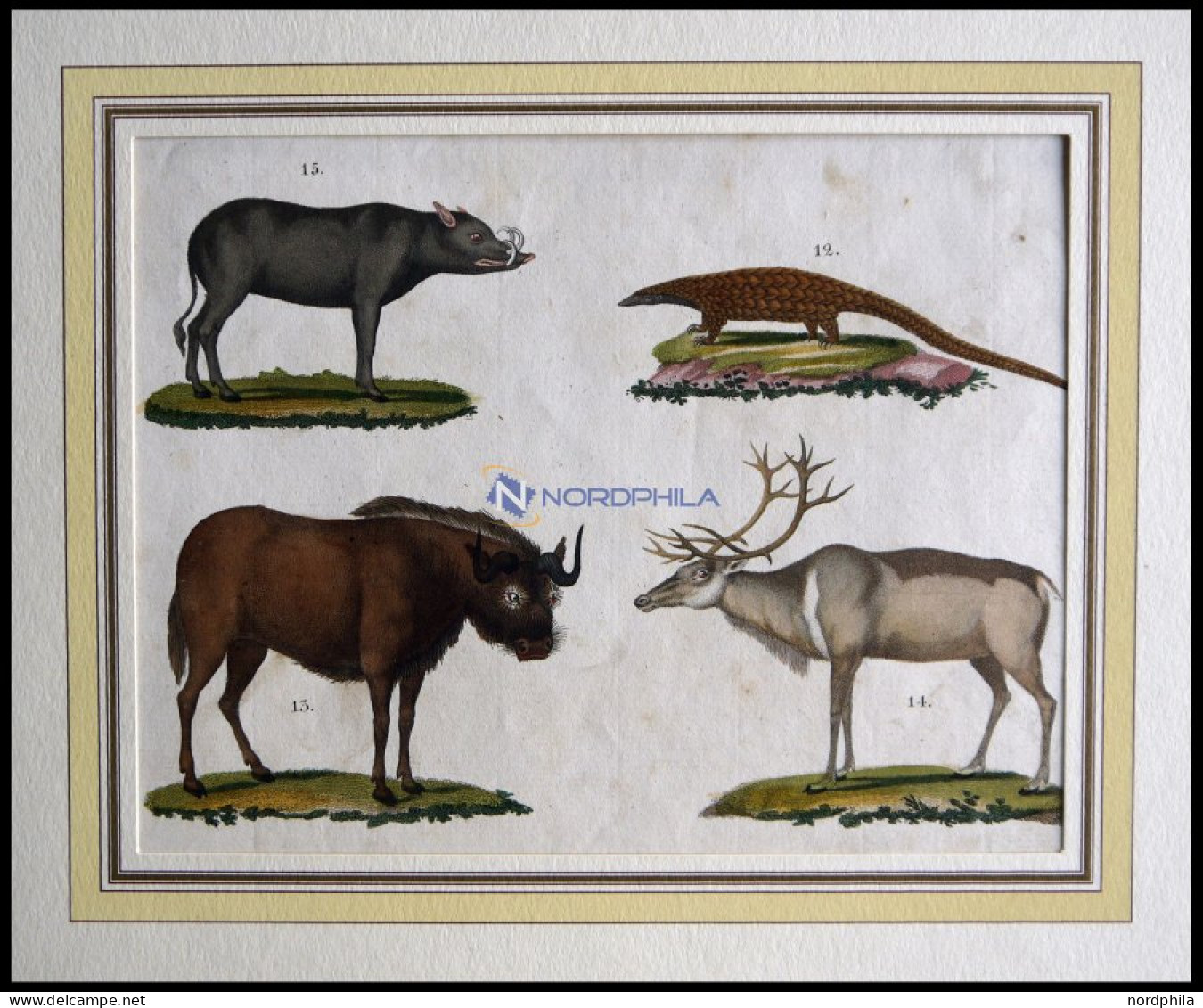 4 Verschiedene Säugetiere (Phatagin, Saiga-Antilope, Renntier U. Hirscheber) Auf Einem Blatt, Altkolorierter Kupferstich - Lithografieën