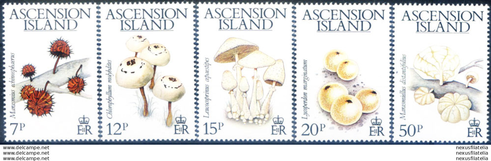 Funghi 1983. - Ascension