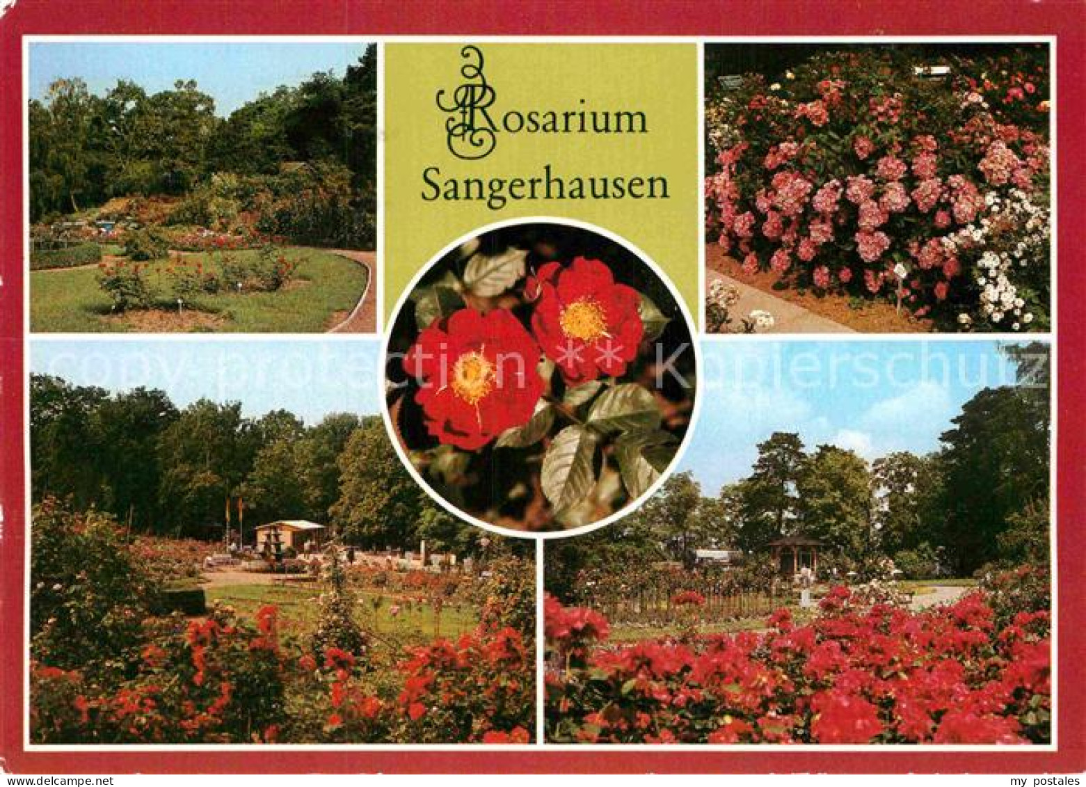 72884576 Sangerhausen Suedharz Rosarium Rosenhang Belinda Moschata Eingang Muenc - Sangerhausen