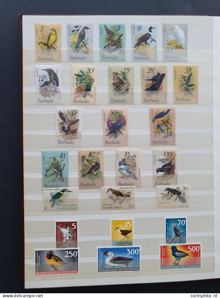 1915c./1995 collection insects and butterflies, nicely arranged collection with a large number of mostly ** sets and min