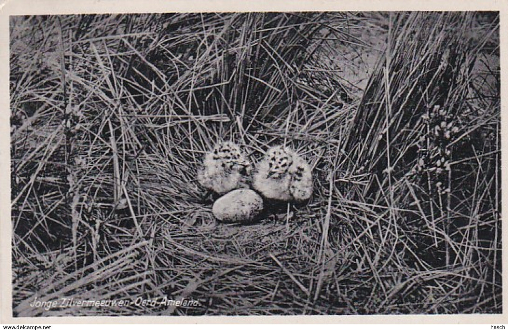 2606130Oerd Ameland, Jonge Zilvermeeuwen. (poststempel 1937) (minuscule Vouwen In De Hoeken) - Ameland