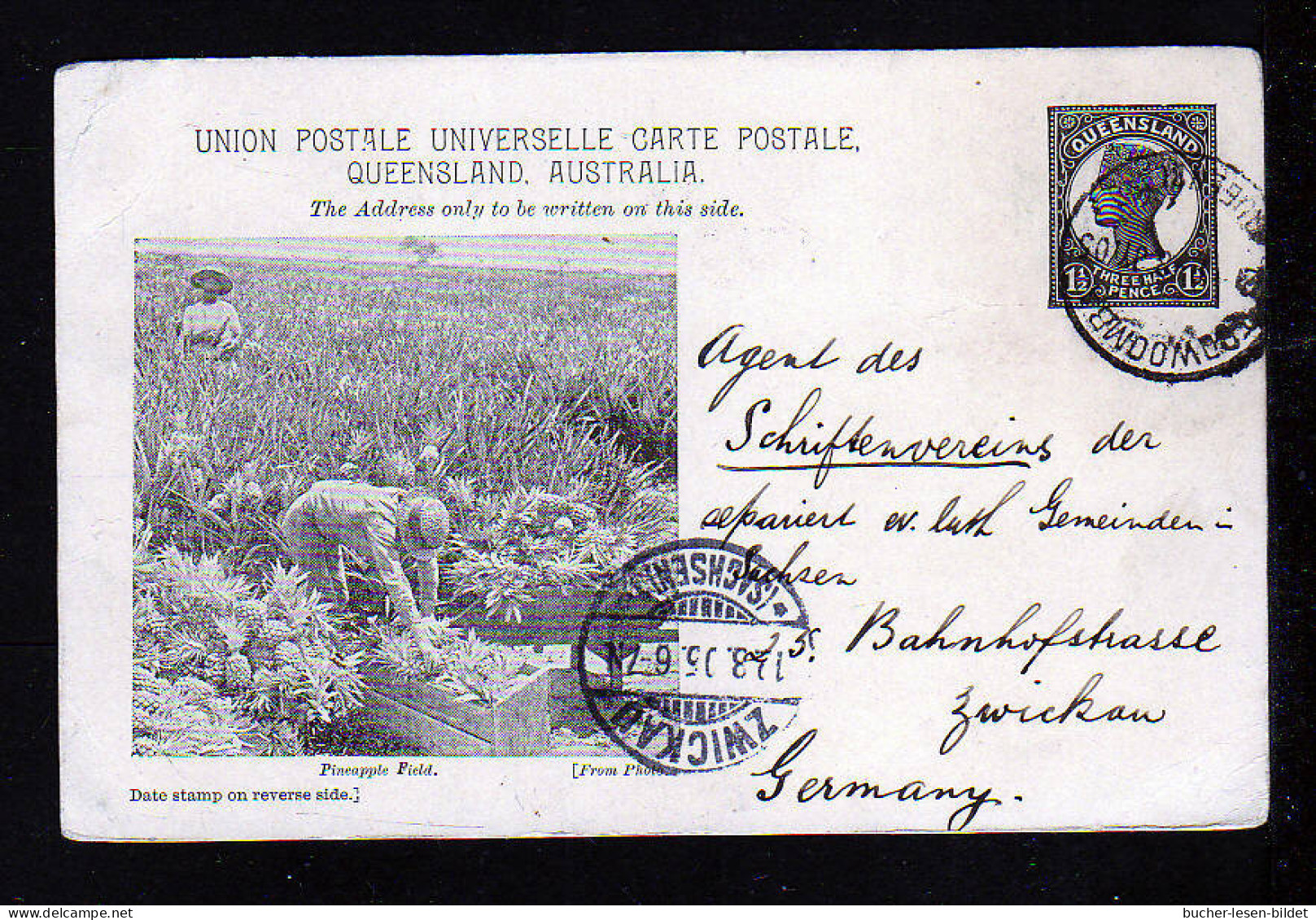 1 1/2 P. Bild Ganzsache "Pineapple Field - Ernte" - Gebraucht 1905 - Lettres & Documents