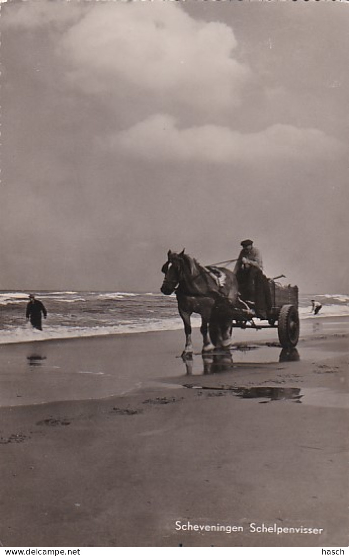 4770a48Scheveningen, Schelpenvisser. (FOTOKAART)  - Scheveningen