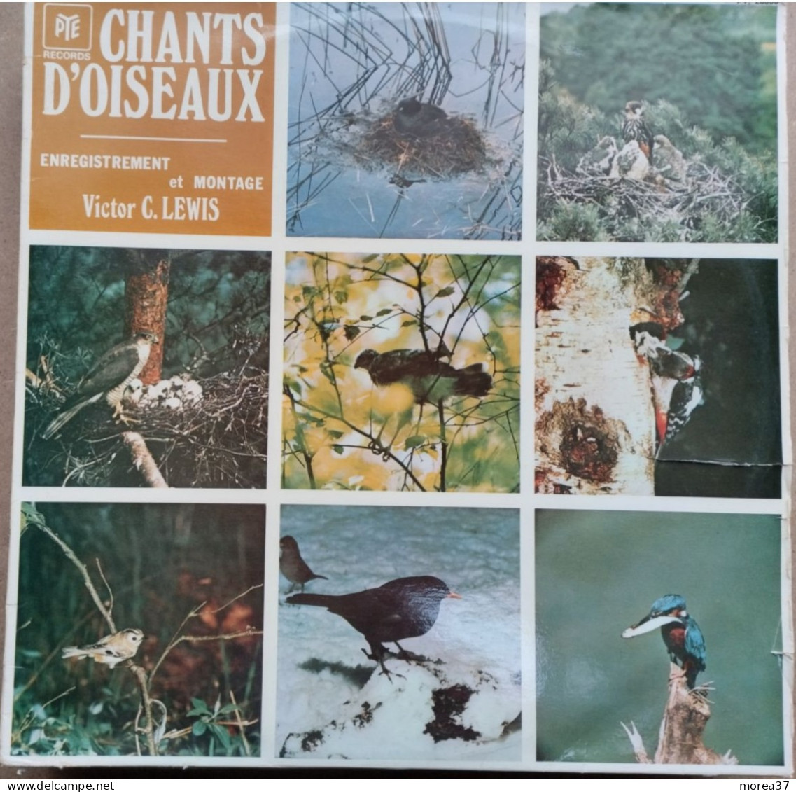 Chants D'oiseaux  Enregistrement Et Montage Victor C. LEWIS    PYE Stéréo 28006  (CM2) - Other & Unclassified