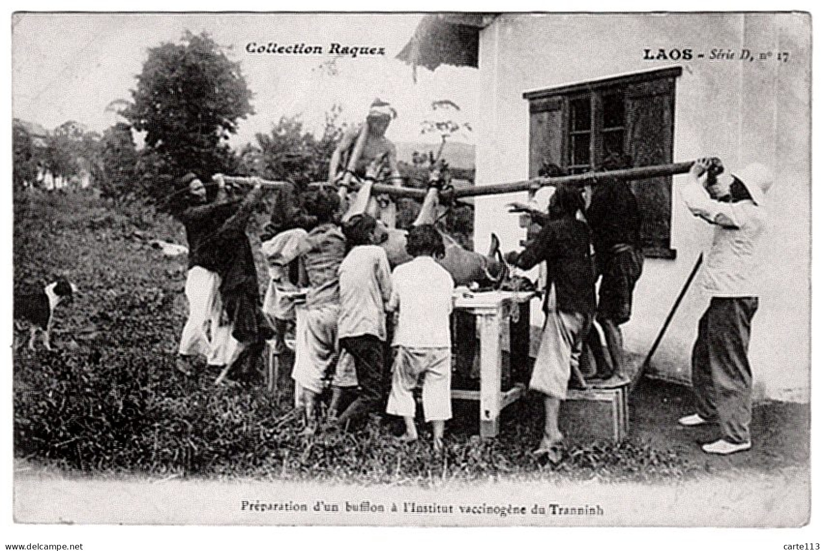 - T24849CPA - LAOS - Préparation D' Un Bufflon -institut Vaccinogène Du Tranninh - Très Bon état - ASIE - Laos