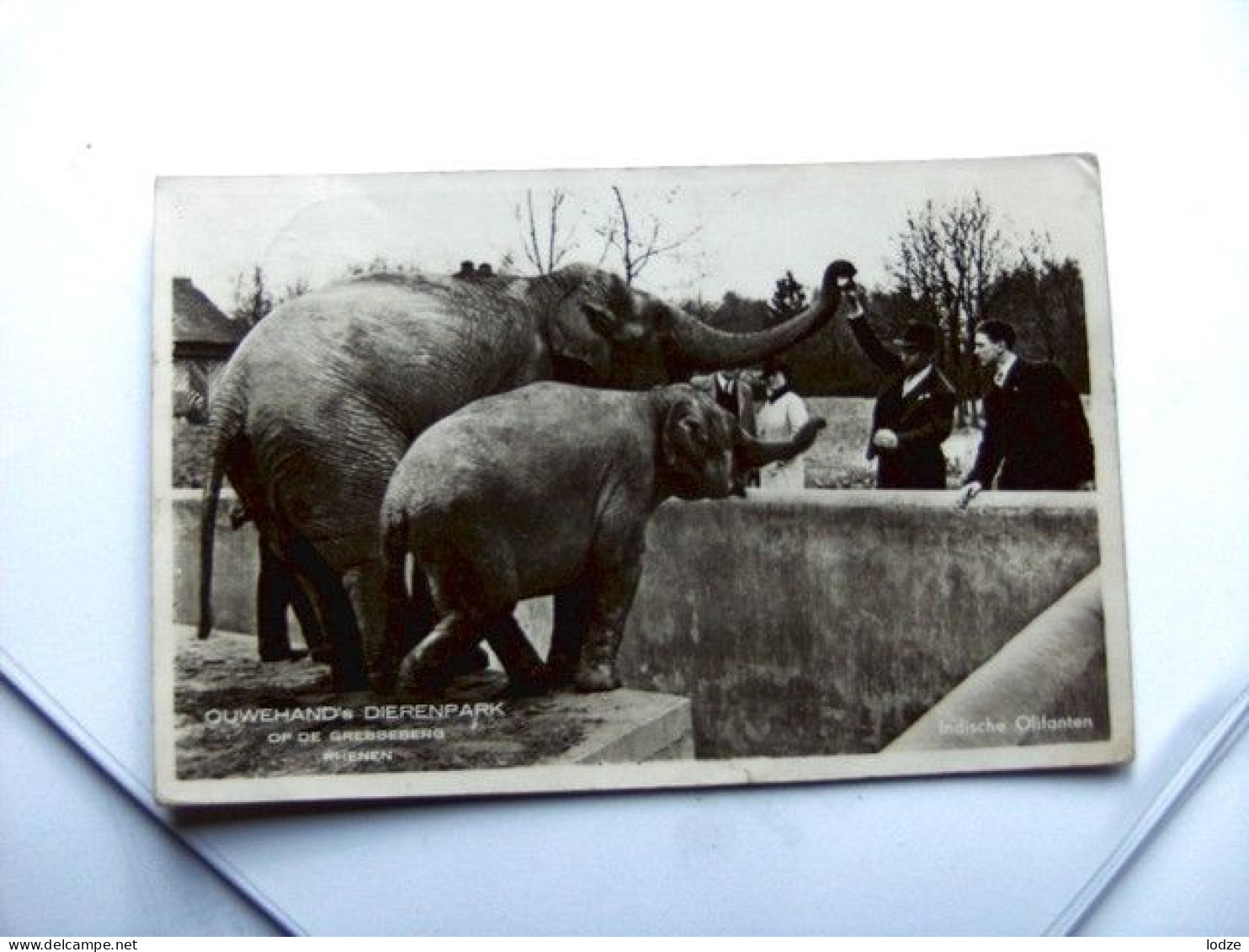 Nederland Holland Pays Bas Rhenen Ouwehands Dierenpark Zoo Indische Olifanten Elephants - Rhenen