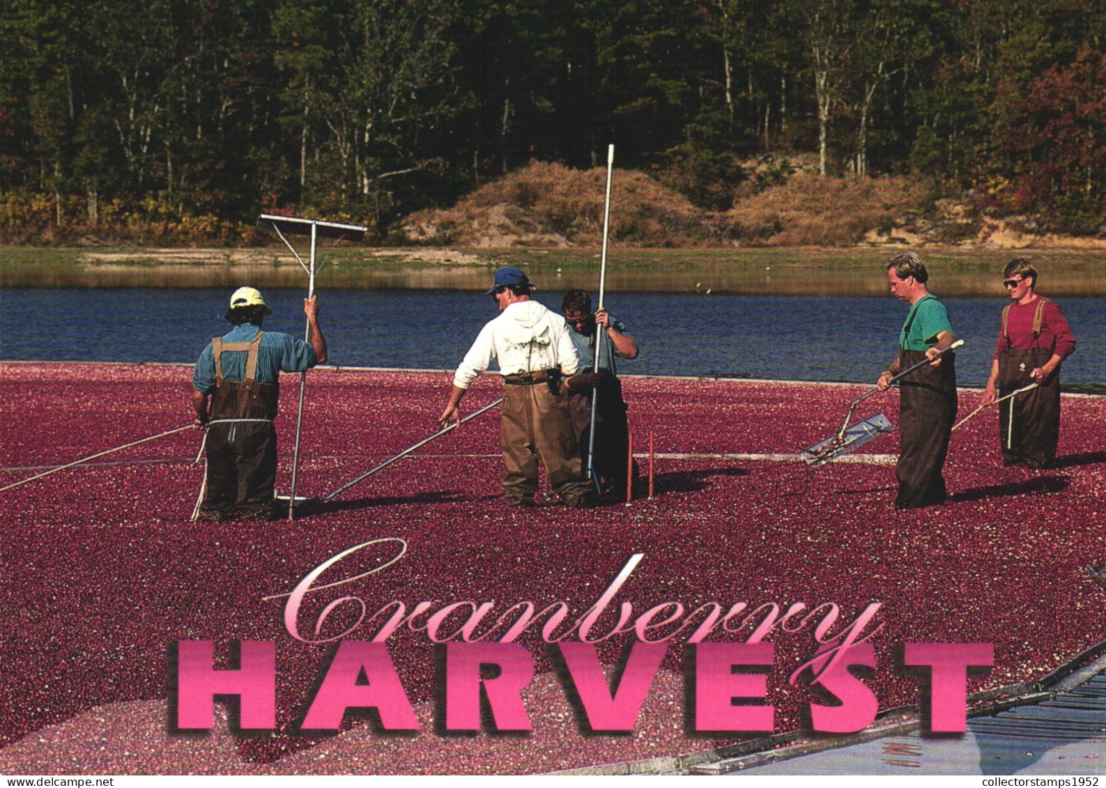 CAPE POD, CRANBERRY HARVEST, MASSACHUSETTS, UNITED STATES, POSTCARD - Cape Cod