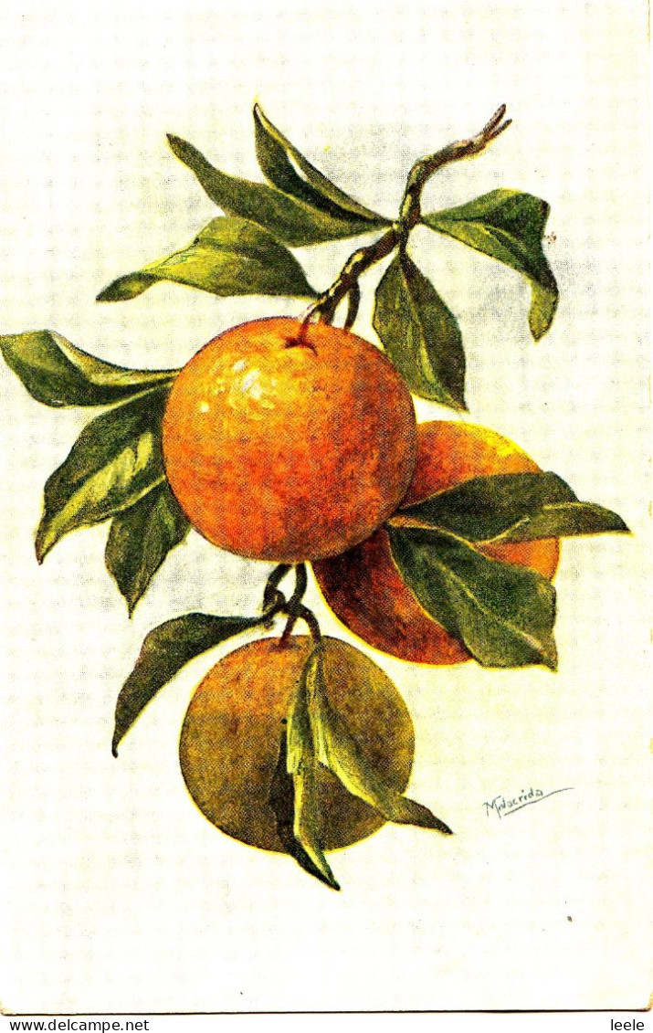BW62. Vintage Postcard.  Drawing Of Apples On A Tree.  Signed Malacrida - Alberi