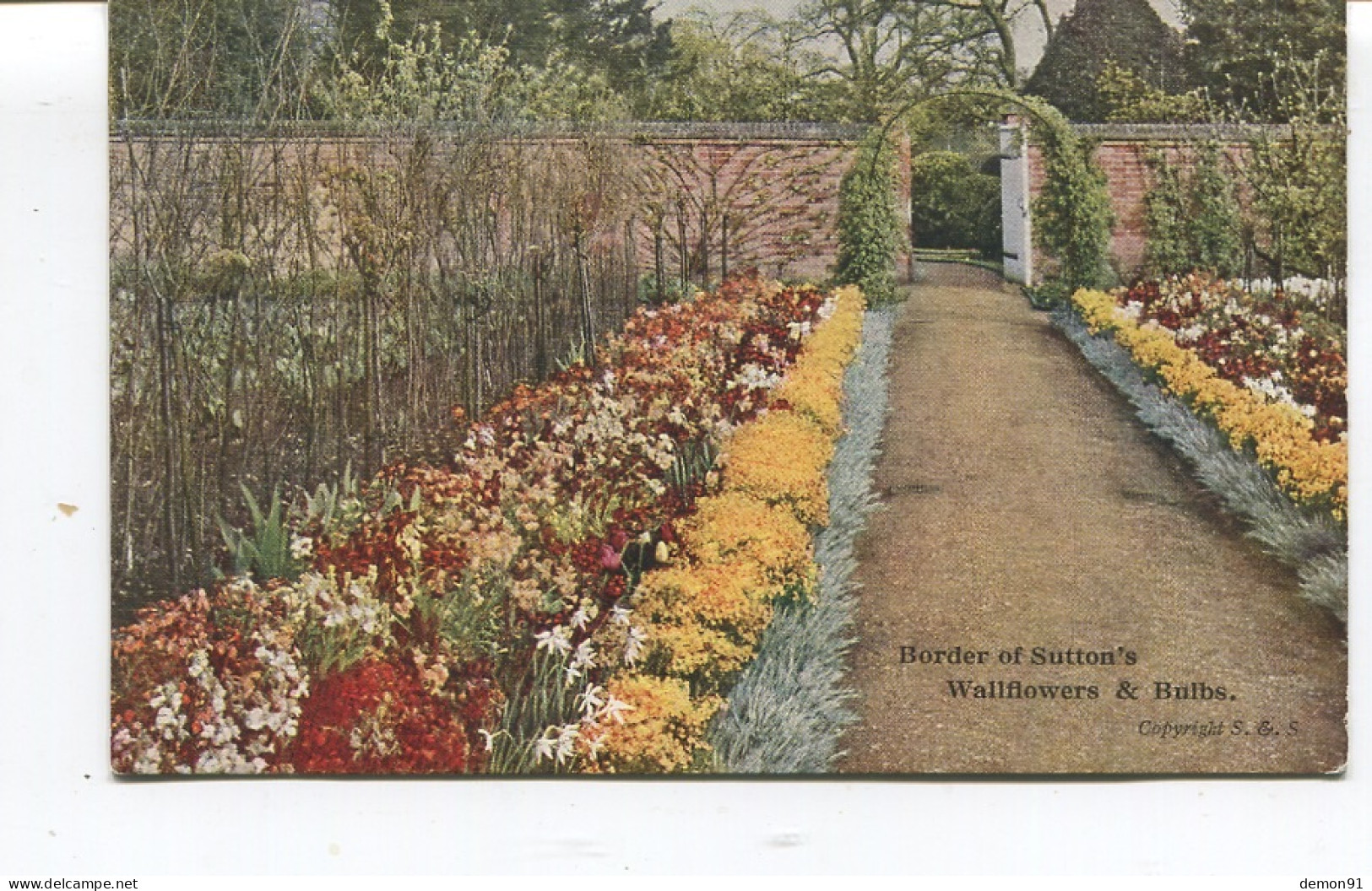 CPA Publicitaire - BORDER OF SUTTON'S - BULBS  WALLFLOWERS - - Reading