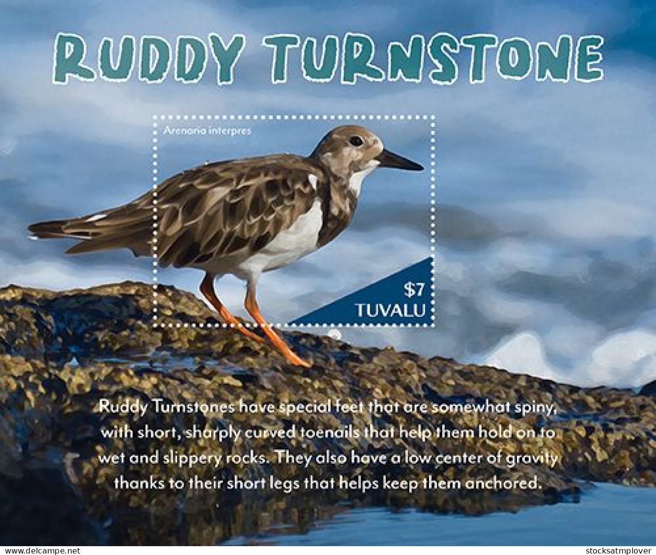 Tuvalu 2023 Birds Ruddy Turnstone Souvenir Sheet I202401 - Tuvalu