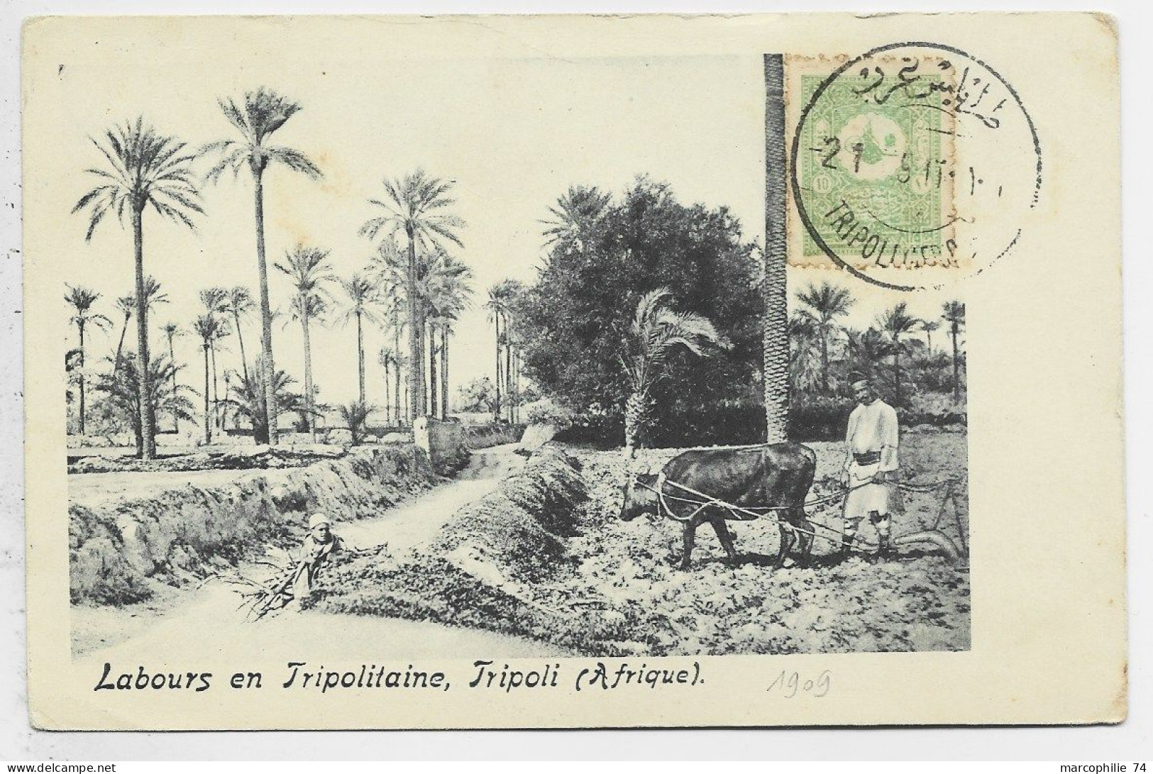 LIBYA CARTE SOUVENIR DE TRIPOLI DE BARBARIE  LABOURS AFRIQUE + TIMBRE TURKEY TURQUIE 1909 - Libia