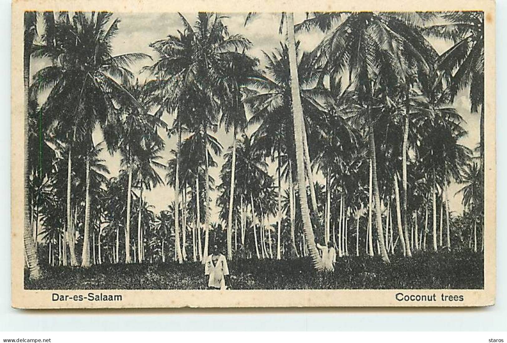 Tanzanie - DAR-ES-SALAAM - Coconut Trees - Tanzanie