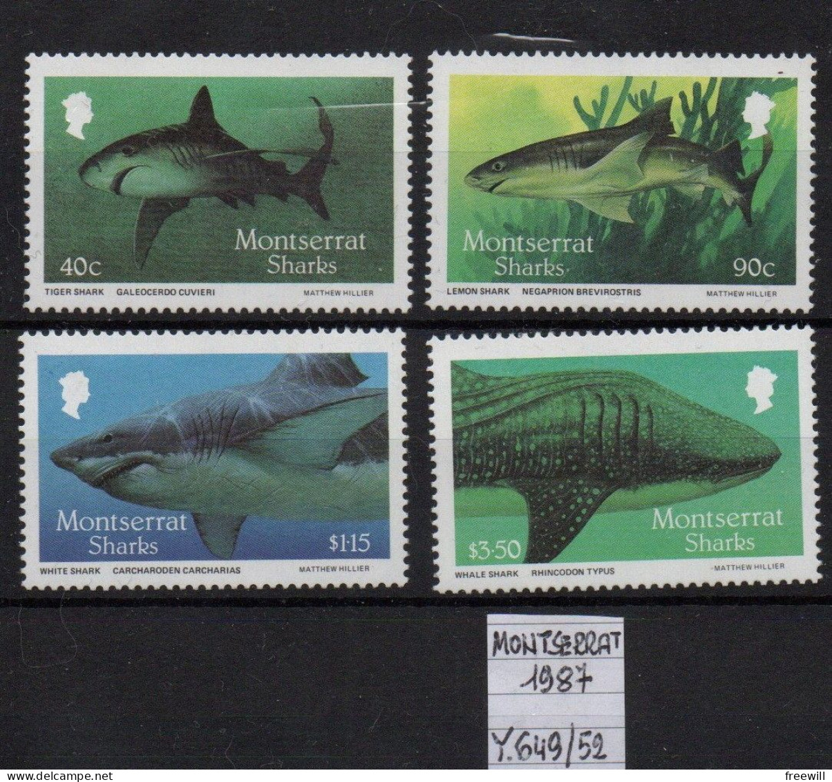 Montserrat Requins -Sharks XXX1987 - Montserrat