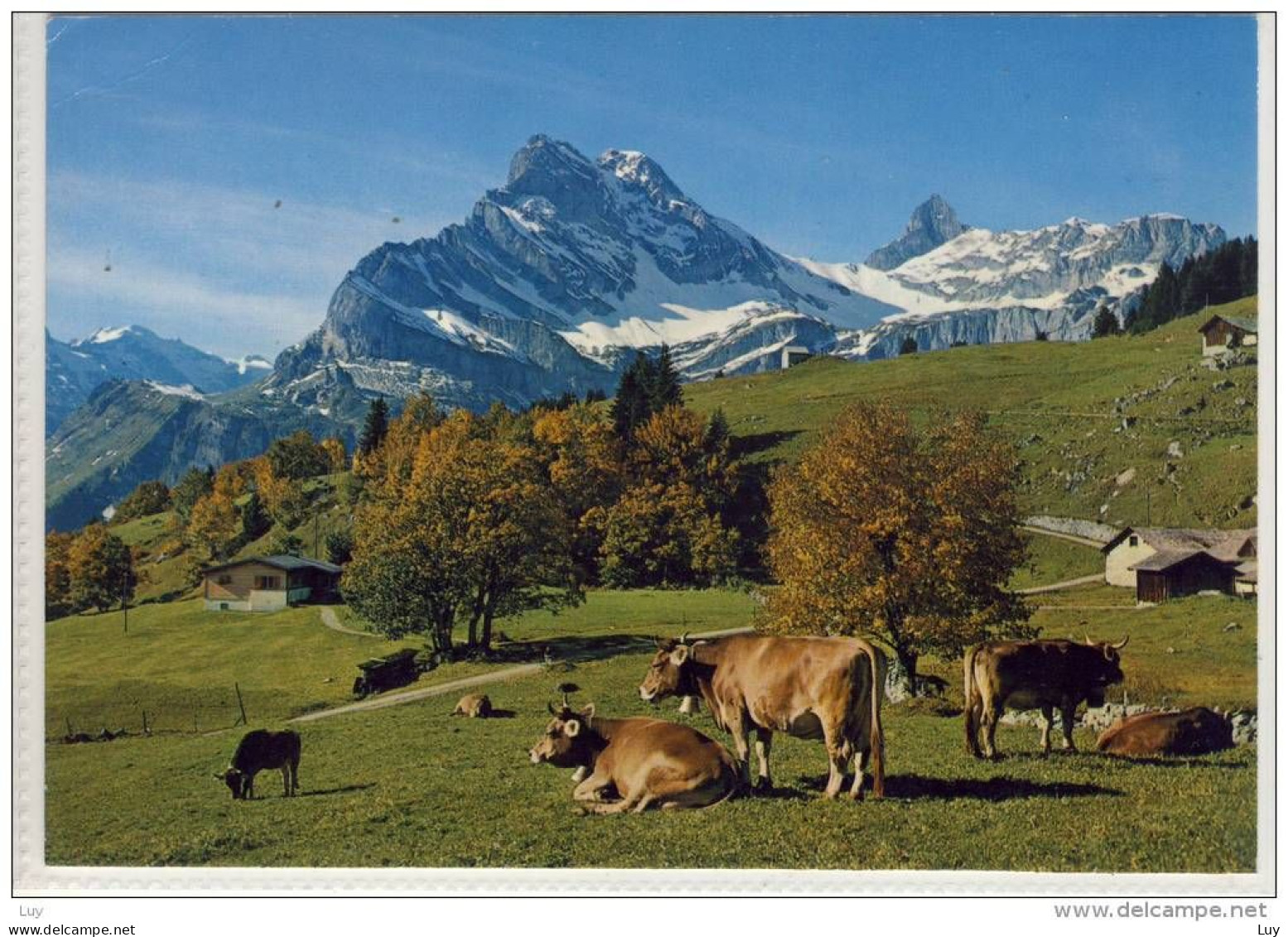 BRAUNWALD, Glarus - Blick Gegen Ortstock, Panorama, Almwirtschaft, Kühe Auf Der Alm , Nice Stamp - Braunwald