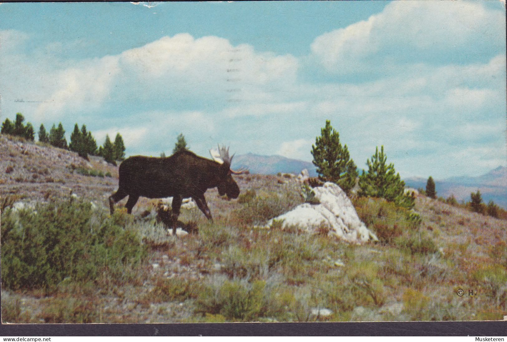 United States PPC Bull Moose Yellowstone National Park SANTA BARBARA Calif. 1964 HAZELCREST John F. Kennedy (2 Scans) - Santa Barbara