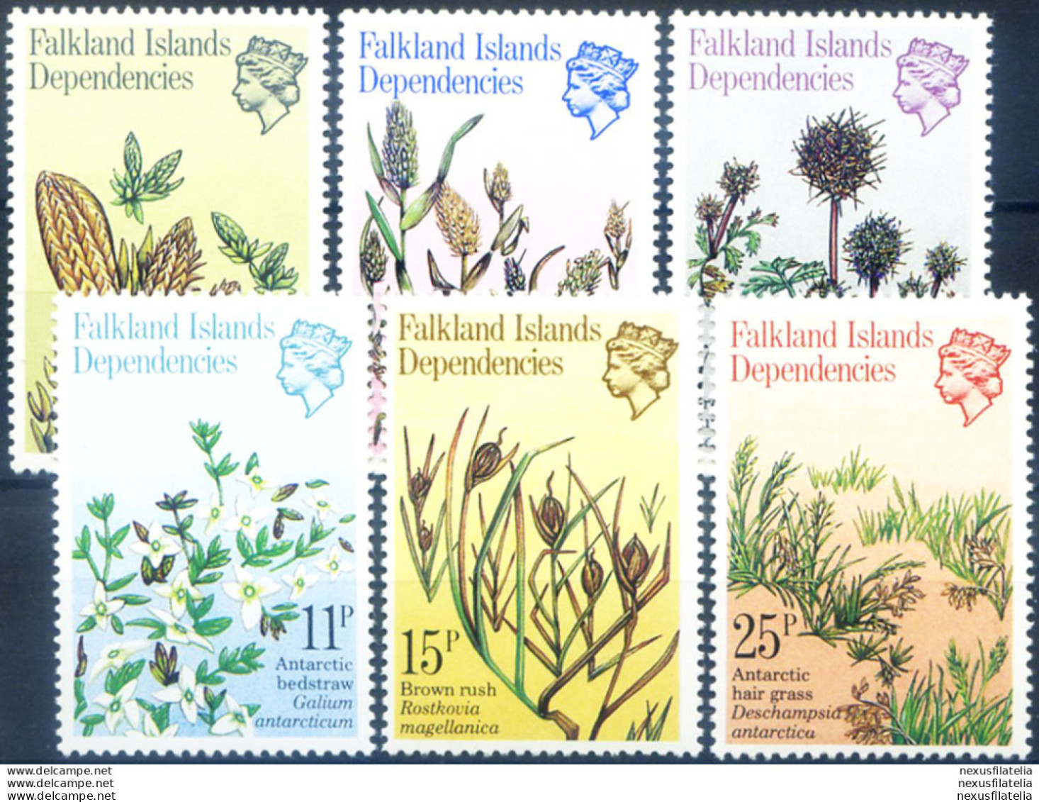 South Georgia. Flora 1981. - Falkland