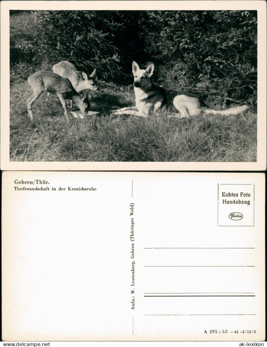 Gehren (Thüringen) Tierfreundschaft In Der Kranichsruhe Rehkitz Schäferhund 1955 - Gehren