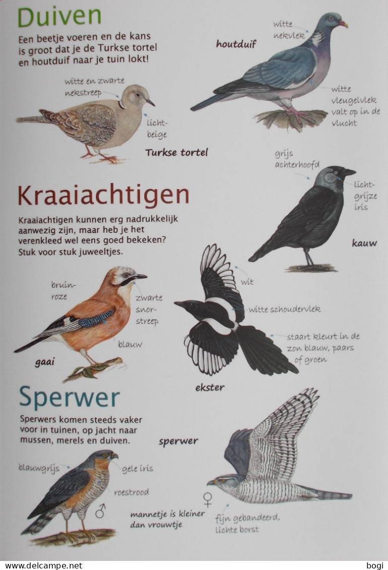 Natuurpunt Kijkkaart Tuinvogels Spechten, Boomklauteraars, Duiven, Mezen, Kraaiachtigen, Sperwer, Kleine Zangvogels - Schulbücher