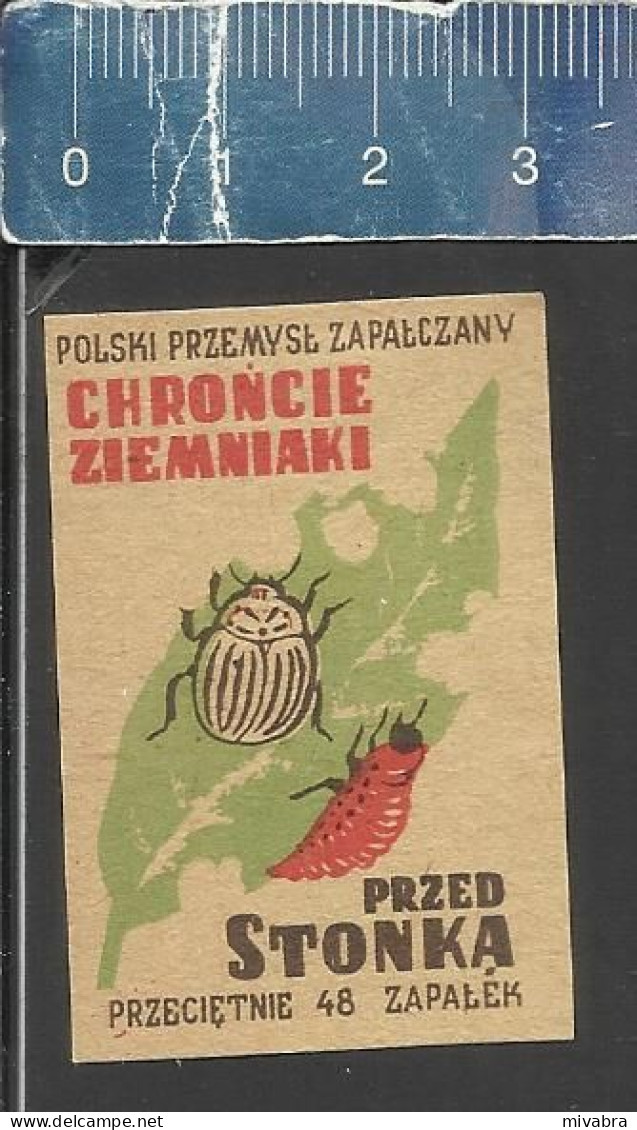 FIGHT THE COLORADO (POTATO) BEETLE - POLSKI PRZEMYSL ZAPALCZANY -  OLD MATCHBOX LABEL POLAND - ISSUED BETWEEN 1951-1954 - Boites D'allumettes - Etiquettes