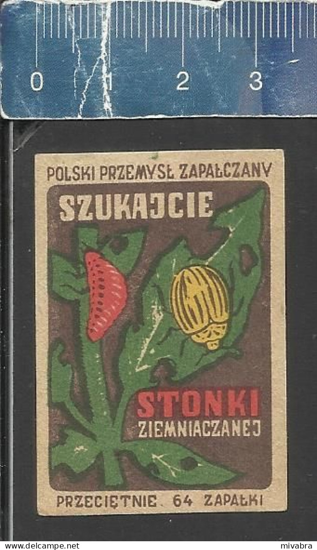 FIGHT THE COLORADO (POTATO) BEETLE - POLSKI PRZEMYSL ZAPALCZANY -  OLD MATCHBOX LABEL POLAND - ISSUED BETWEEN 1951-1954 - Boites D'allumettes - Etiquettes