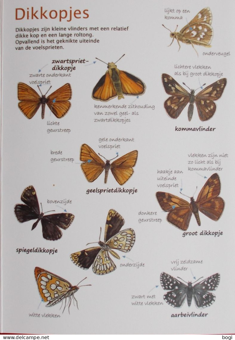 Natuurpunt Kijkkaart Dagvlinders - Scolastici