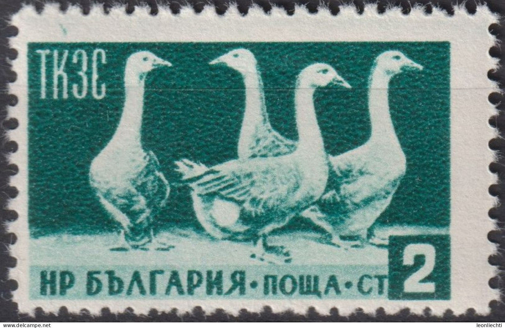 1955 Bulgarien ° Mi:BG 935, Sn:BG 882, Yt:BG 806, L 12¾,  Domestic Geese (Anser Anser Domestica), Gänse - Usados