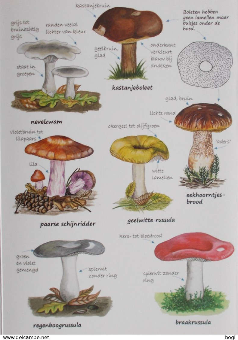 Natuurpunt Kijkkaart Paddenstoelen - School