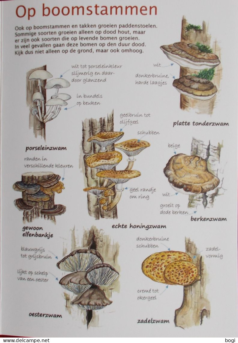 Natuurpunt Kijkkaart Paddenstoelen - Escolares