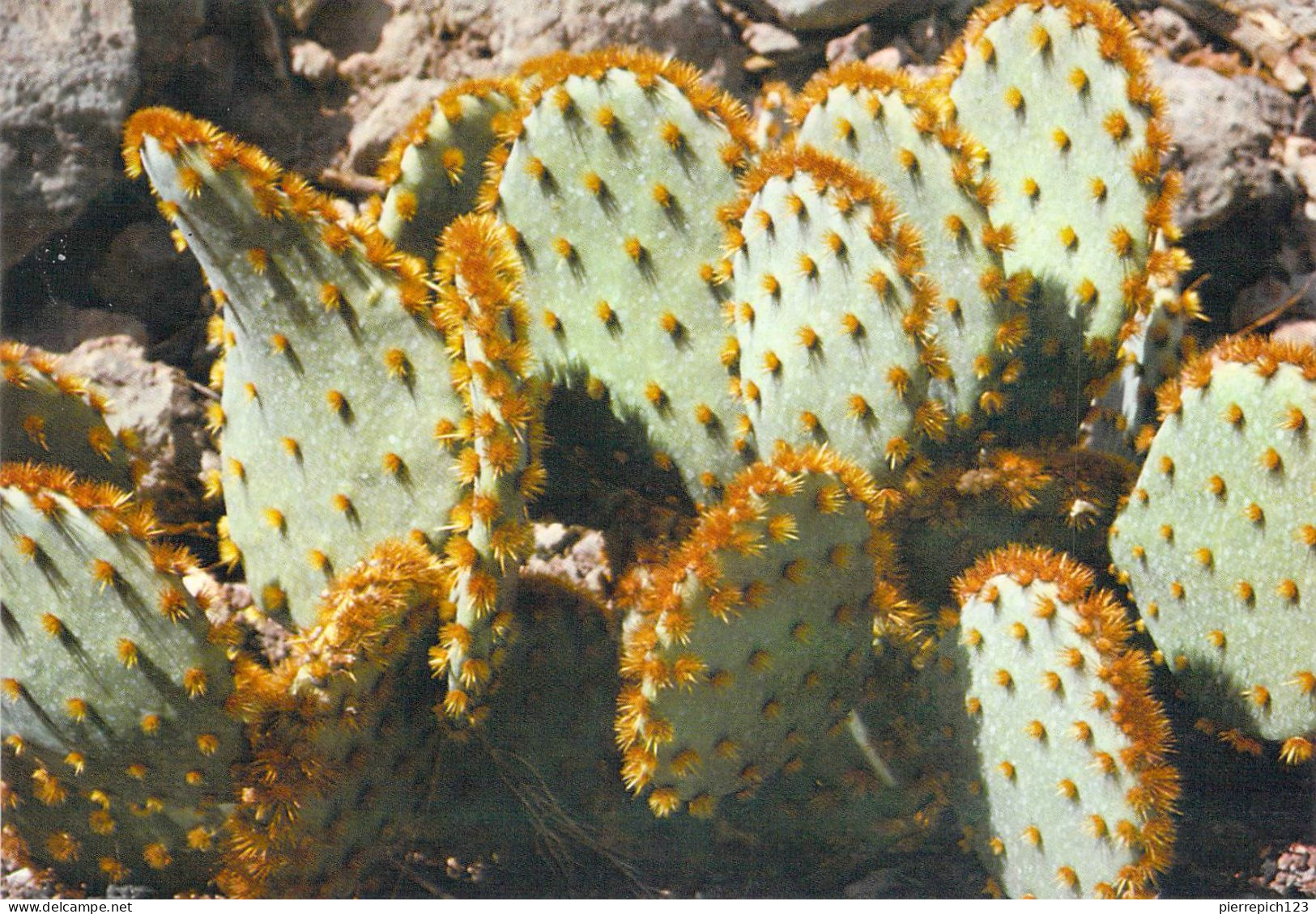 Maspalomas - Parc "Los Palmitos" - Cactus - Autres & Non Classés