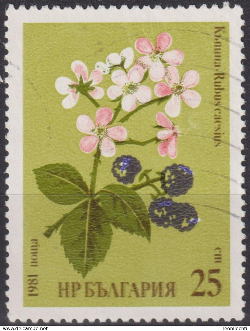 1981 Bulgarien ° Mi:BG 2966, Sn:BG 2731, Yt:BG 2604, Blackberry (Rubus Caesius), Herbal Remedies - Oblitérés