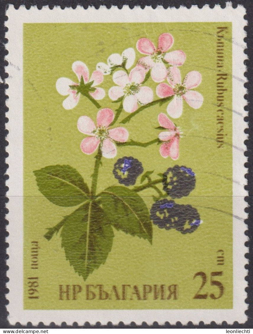 1981 Bulgarien ° Mi:BG 2966, Sn:BG 2731, Yt:BG 2604, Blackberry (Rubus Caesius), Herbal Remedies - Used Stamps