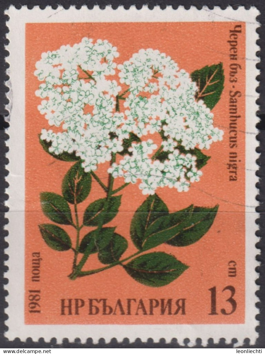 1981 Bulgarien ° Mi:BG 2965, Sn:BG 2730, Yt:BG 2603, Black Elderberry (Sambucus Nigra), Herbal Remedies - Oblitérés