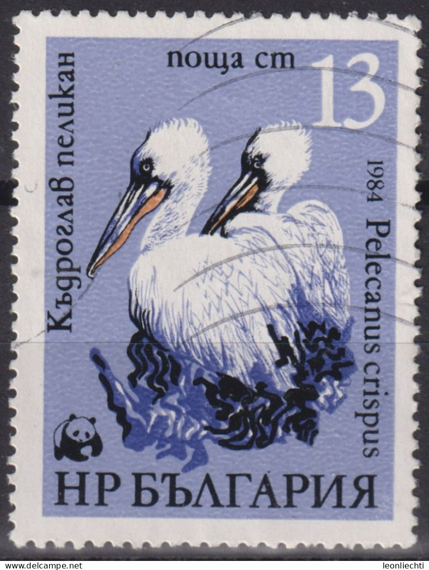 1984 Bulgarien ° Mi:BG 3304, Sn:BG 3009, Yt:BG 2870, Dalmatian Pelican (Pelecanus Crispus), WWF Pelicans - Oblitérés
