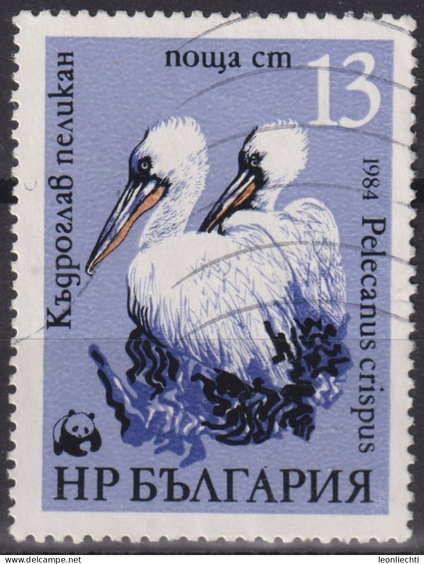 1984 Bulgarien ° Mi:BG 3304, Sn:BG 3009, Yt:BG 2870, Dalmatian Pelican (Pelecanus Crispus), WWF Pelicans - Used Stamps