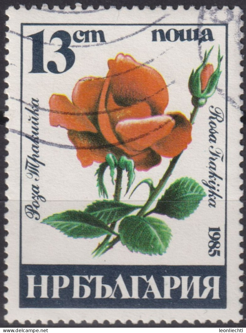 1985 Bulgarien ° Mi:BG 3374, Sn:BG 3076, Yt:BG 2930, Rosa Frakijka, Flowers - 1985 Roses - Oblitérés