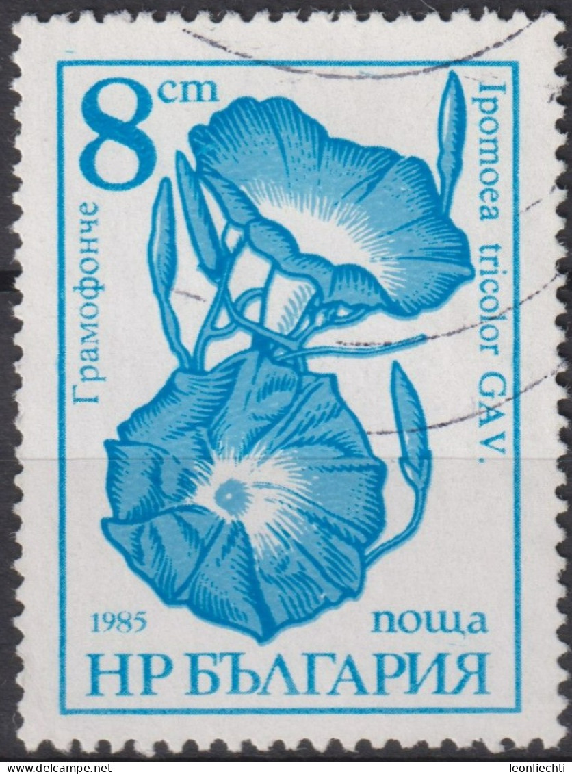 1986 Bulgarien ° Mi:BG 3489, Sn:BG 3184, Yt:BG 3024, Morning Glory - Ipomoea Tricolor, Gartenblumen - Oblitérés
