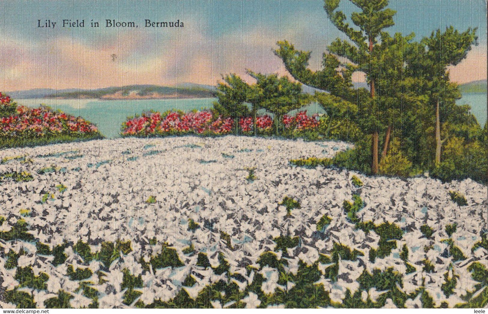 BX43.   Vintage Postcard.   Lily Field In Bloom, Bermuda. - Bermuda