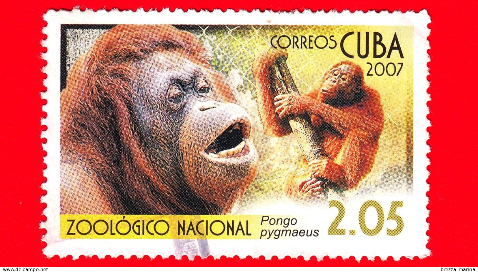 CUBA - Usato - 2007 - Zoologico Nazionale - Animali - Scimmia - Orango - Pongo Pygmaeus - 2.05 - Used Stamps