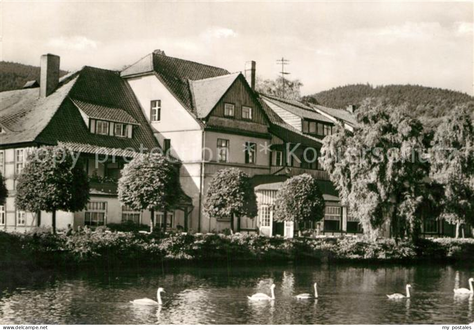 72949348 Ilsenburg Harz Partie Am Forellenteich Schwaene Ilsenburg Harz - Ilsenburg