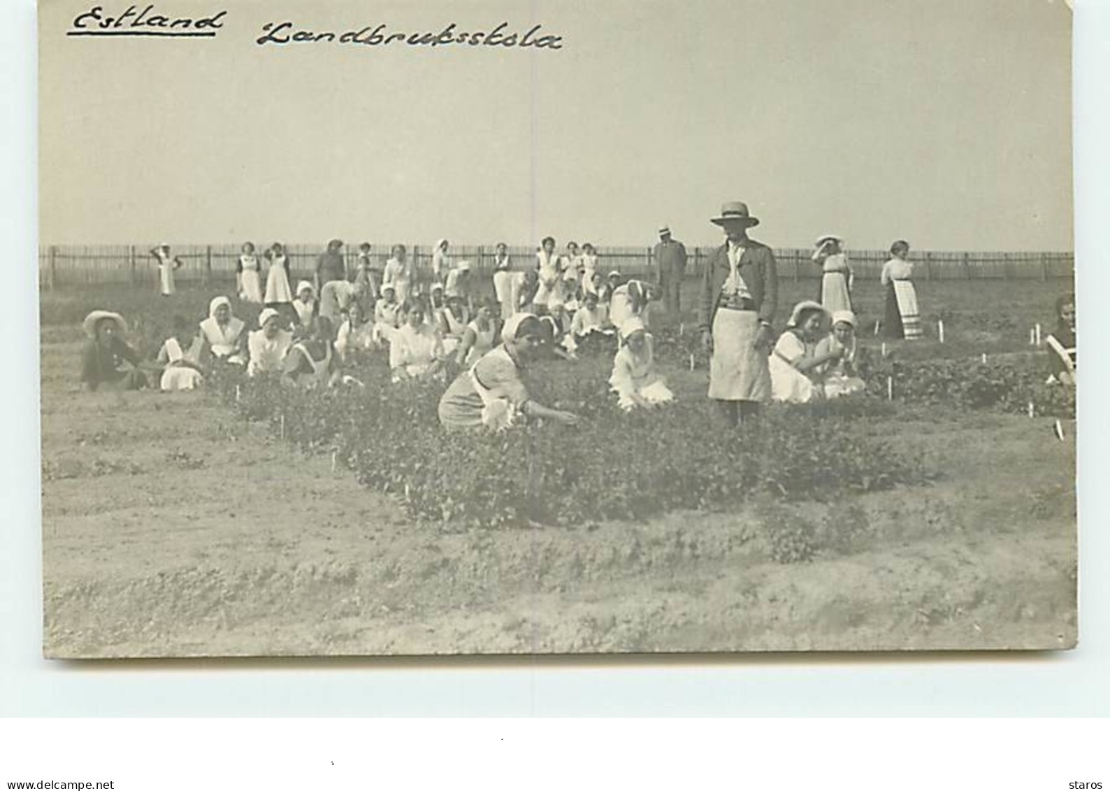 ESTONIE - RPPC - Ecole Agriculture - Landbrukssksla -Cueillette - Estonia