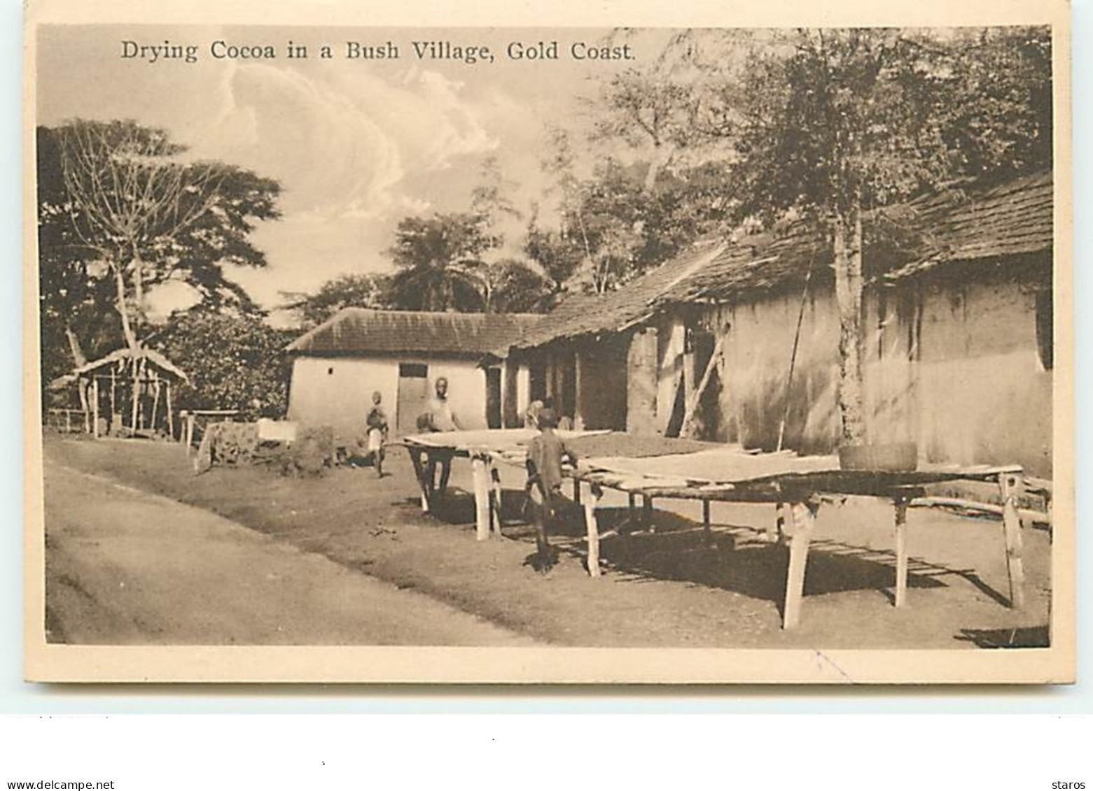 Drying Cocoa In A Bush Village, Gold Coast - Ghana - Gold Coast