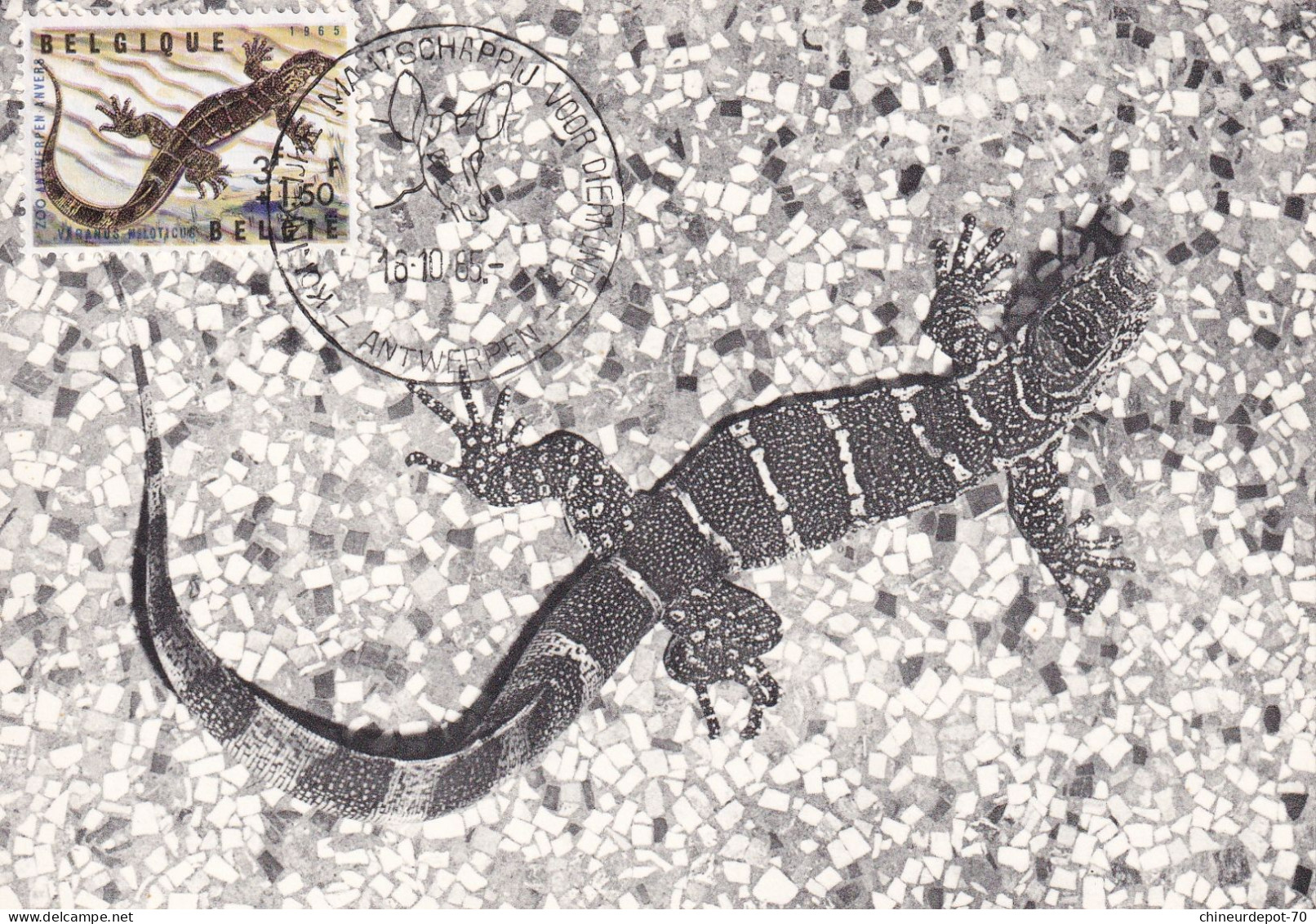 1965 ZOO ANTWERPEN NIJL WARAAN NILE MONITOR VARAN DU NIL NILWARAN VARANUS NILOTICUS - Storia Postale